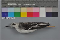 藏品(紅領瓣足鷸)的圖片